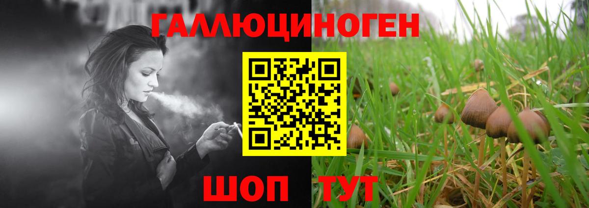 Псилоцибиновые грибы Cubensis Горячий Ключ